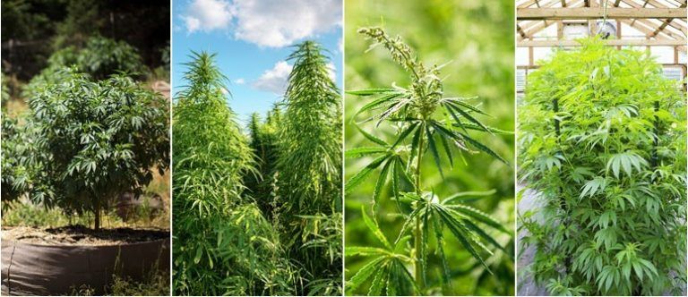 What’s the Difference Between Hemp and Marijuana?