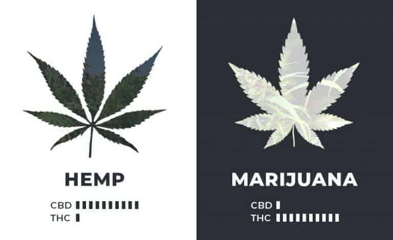 What’s the Difference Between Hemp and Marijuana?