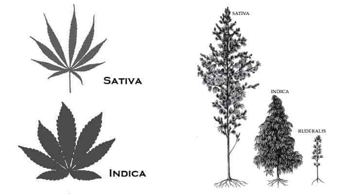What’s the Difference Between Hemp and Marijuana?