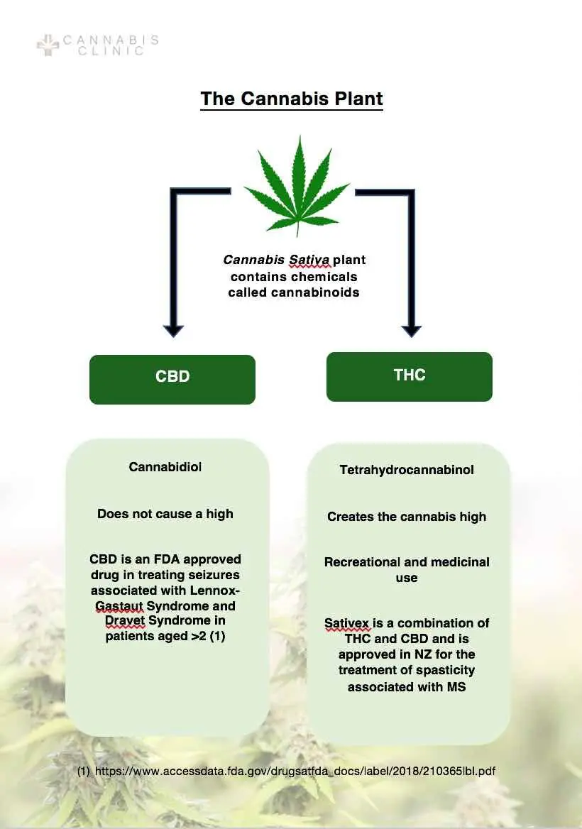 What’s the Difference Between Hemp and Marijuana?