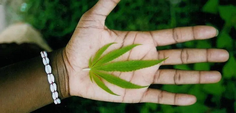 Hemp & Marijuana | Cannabis Clinic