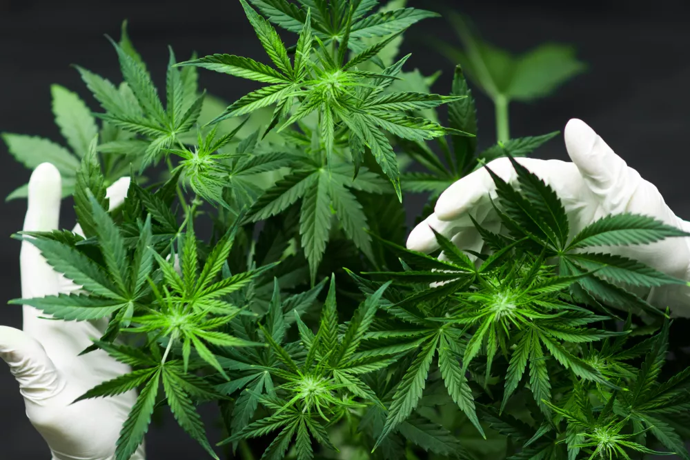 CBD Plant | Cannabis Clinic
