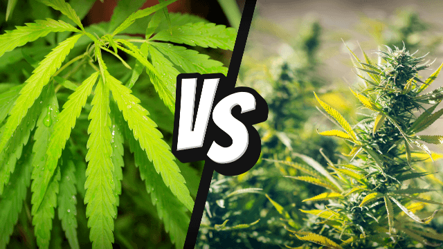 What’s the Difference Between Hemp and Marijuana?