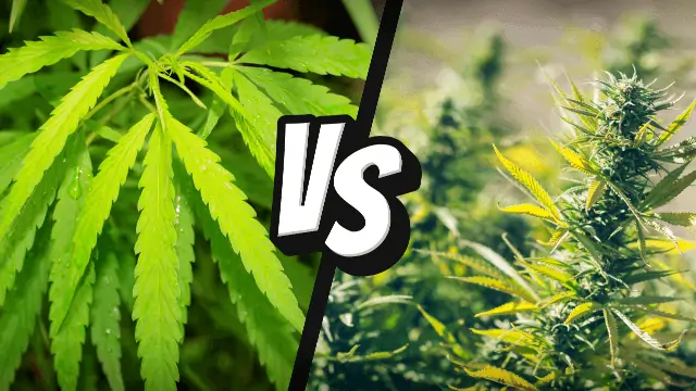 Hemp vs Marijuana | Cannabis Clinic