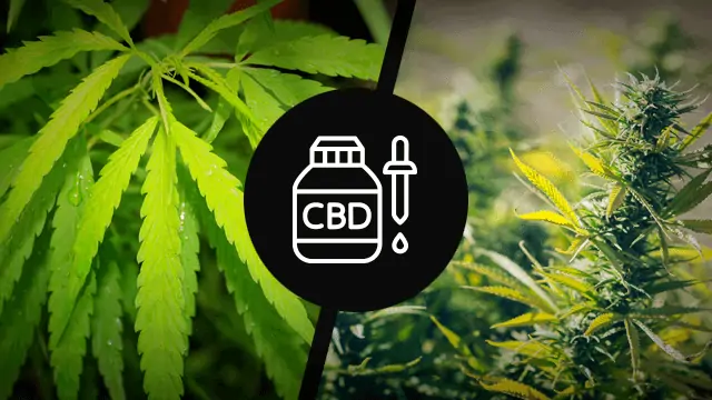 difference between hemp and marijuana