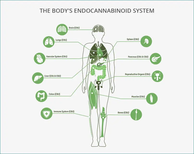 Medicinal Cannabis  101 - You Ask. We Answer.