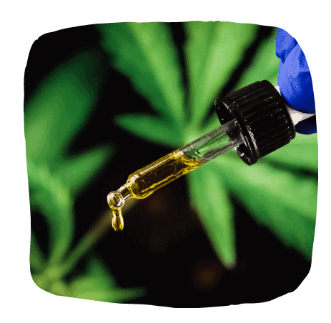 Hemp oil vs CBD oil - All You Need to Know