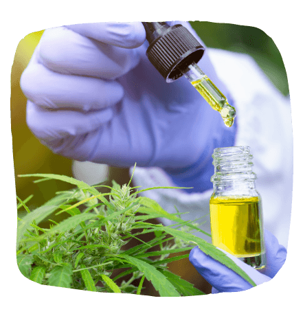 Why You Should be Taking Hemp Seed Oil Capsules – The Hemp Blog