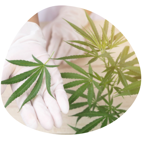 The First NZ-Approved Medicinal Cannabis Flower!