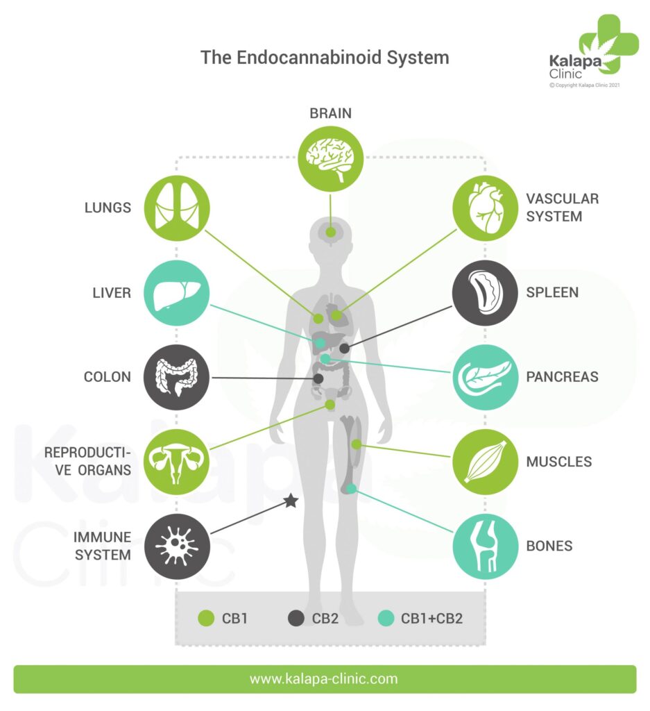 The Endocannabinoid System: How Medicinal Cannabis Works in the Human Body