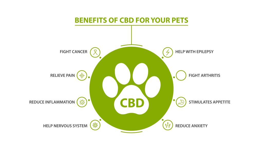 CBD Oil for Dogs and Pets in NZ - Everything You Need to Know