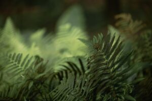 How Much Does Medicinal Cannabis Really Cost?